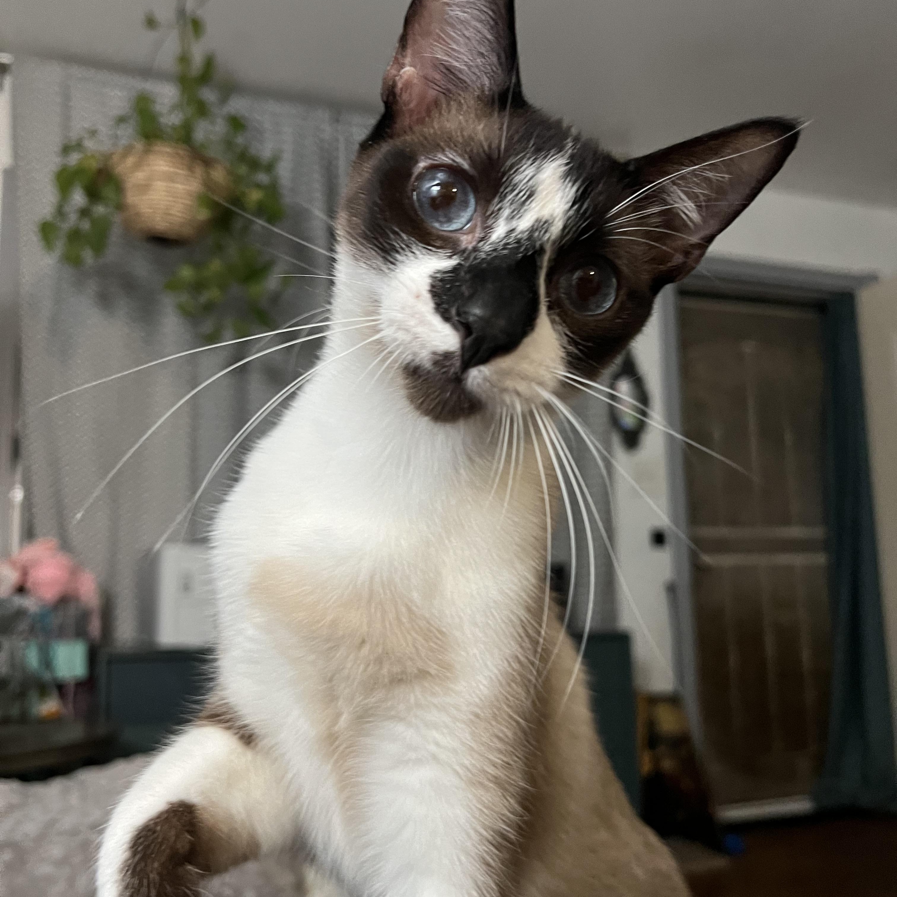 Enlarge Poe, a Adoptable mixed breed in San Jose, CA image 2/6