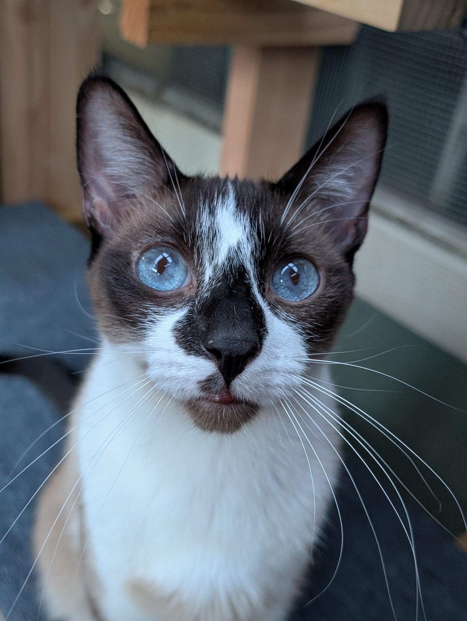 Poe, Adoptable, Adult Male Domestic Short Hair & Snowshoe.