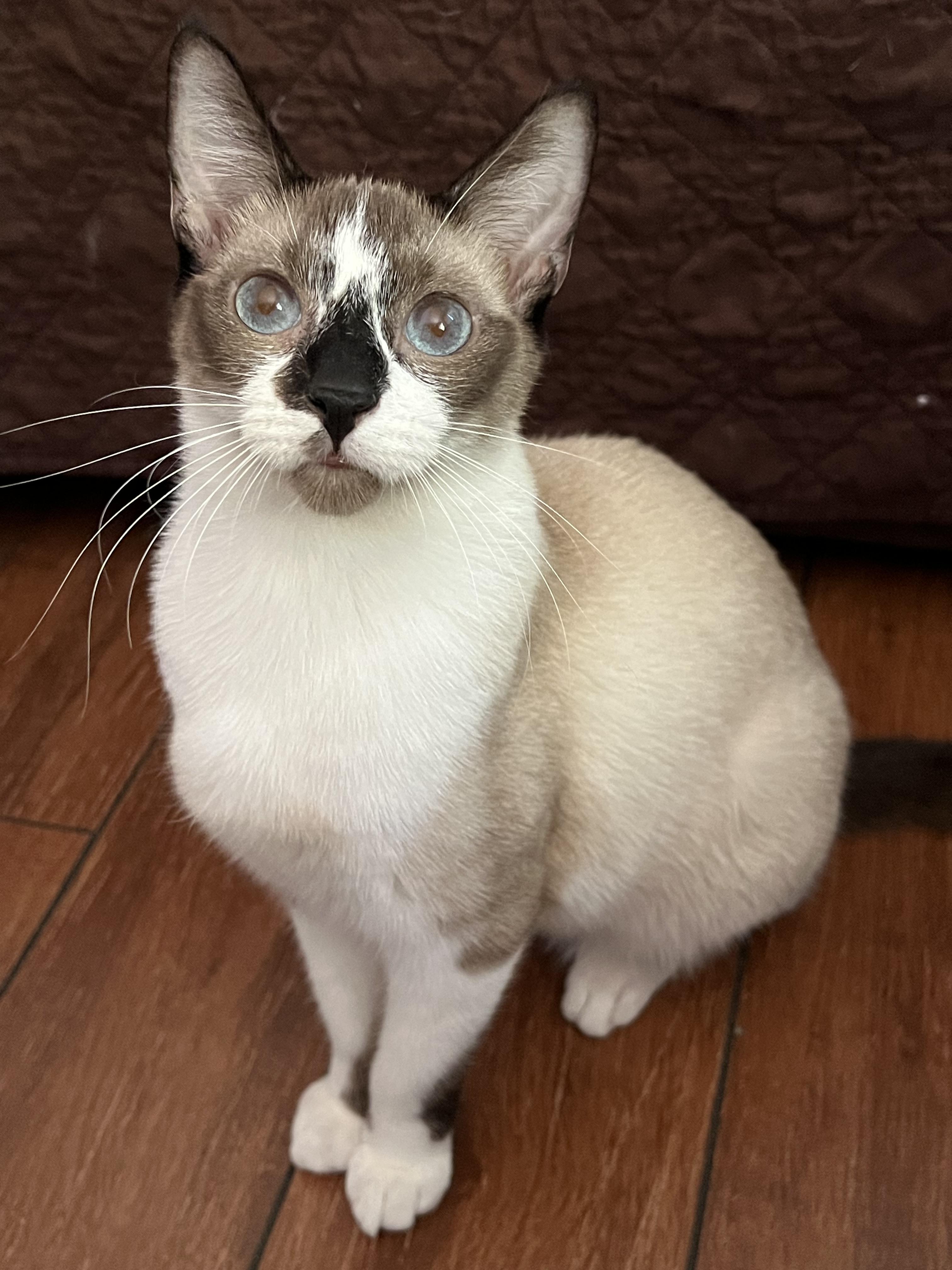 Enlarge Poe, a Adoptable mixed breed in San Jose, CA image 6/6