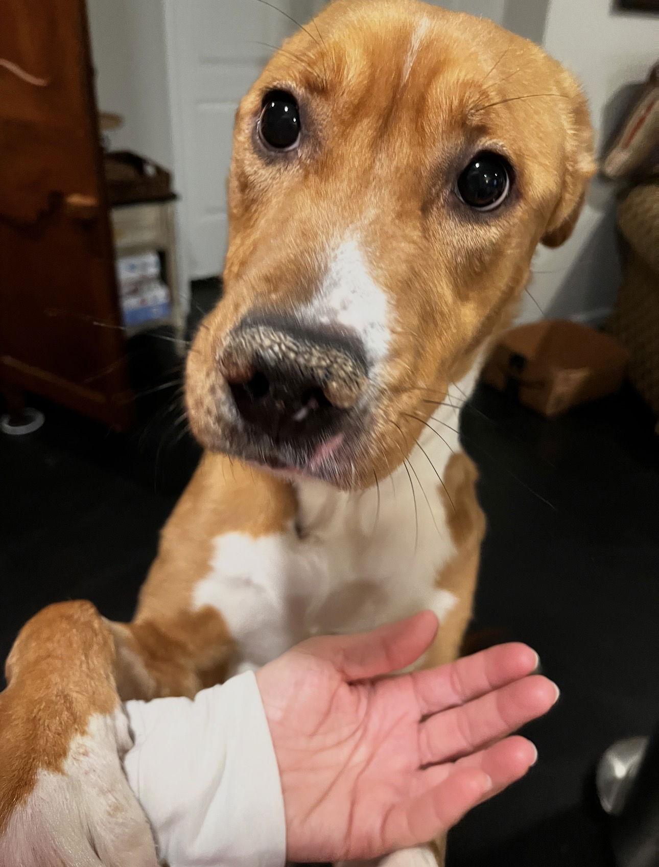 Cazelle, Adoptable, Adult Female Hound & Pit Bull Terrier.