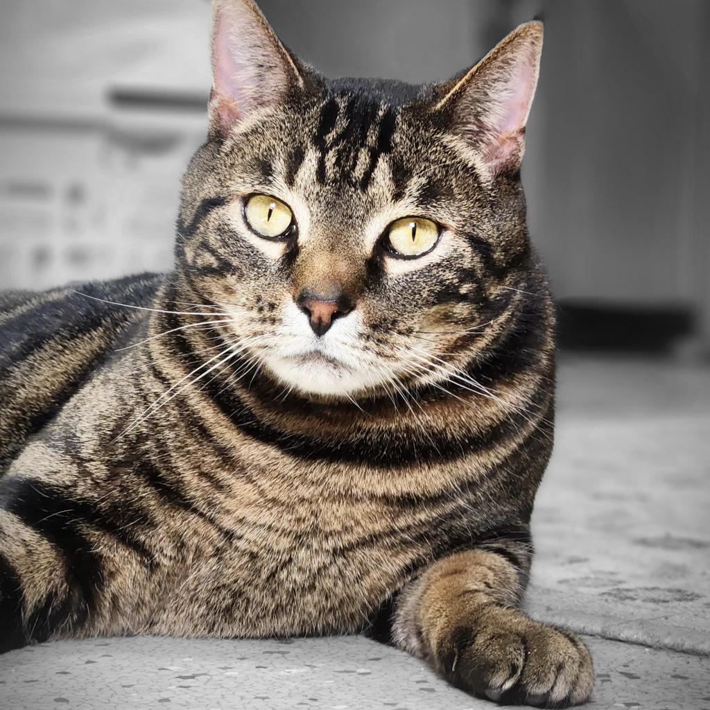 Enlarge Soloman, a Adoptable Domestic Short Hair in Oneonta, NY image 1/3