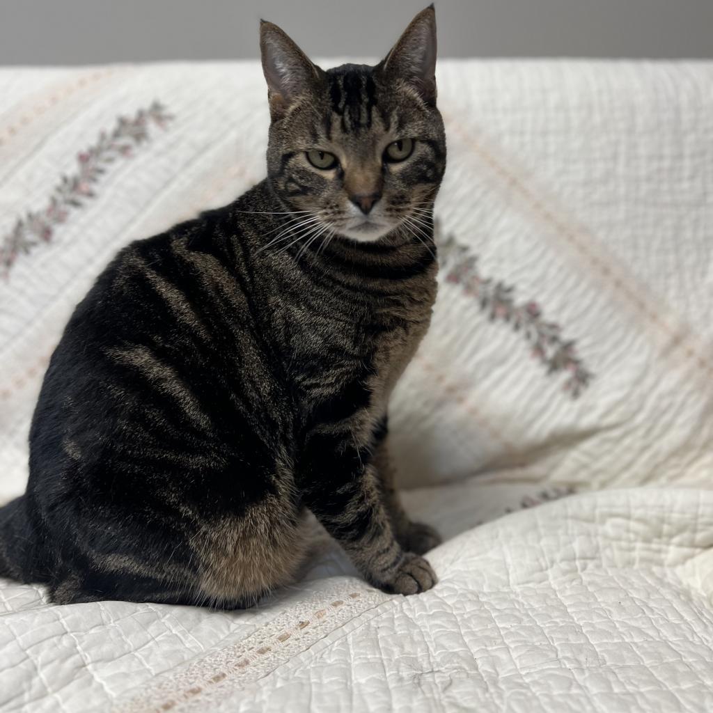 Enlarge Soloman, a Adoptable Domestic Short Hair in Oneonta, NY image 2/3