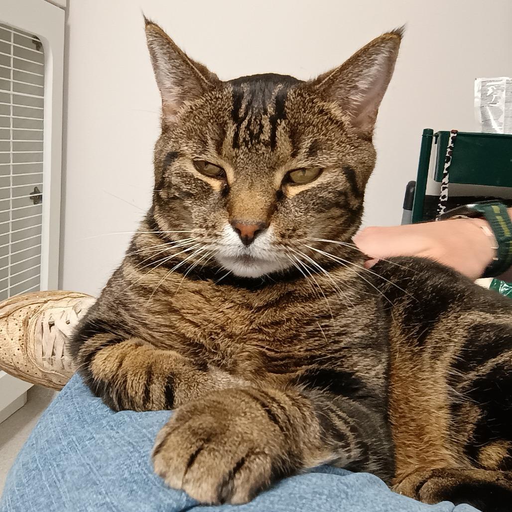 Soloman, a Adoptable Domestic Short Hair in Oneonta, NY image 4/4