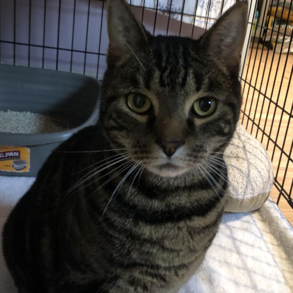 Enlarge Soloman, a Adoptable Domestic Short Hair in Oneonta, NY image 3/3