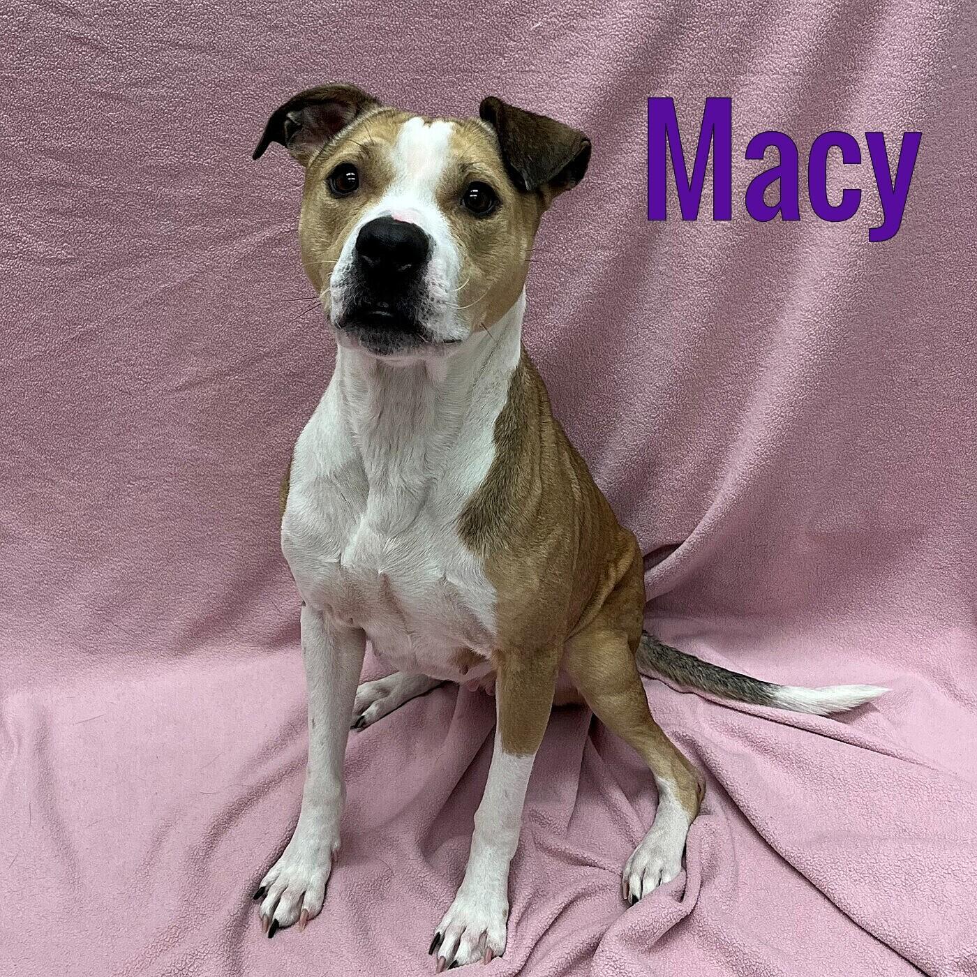 Macy, ADOPTABLE, Adult Female Hound.