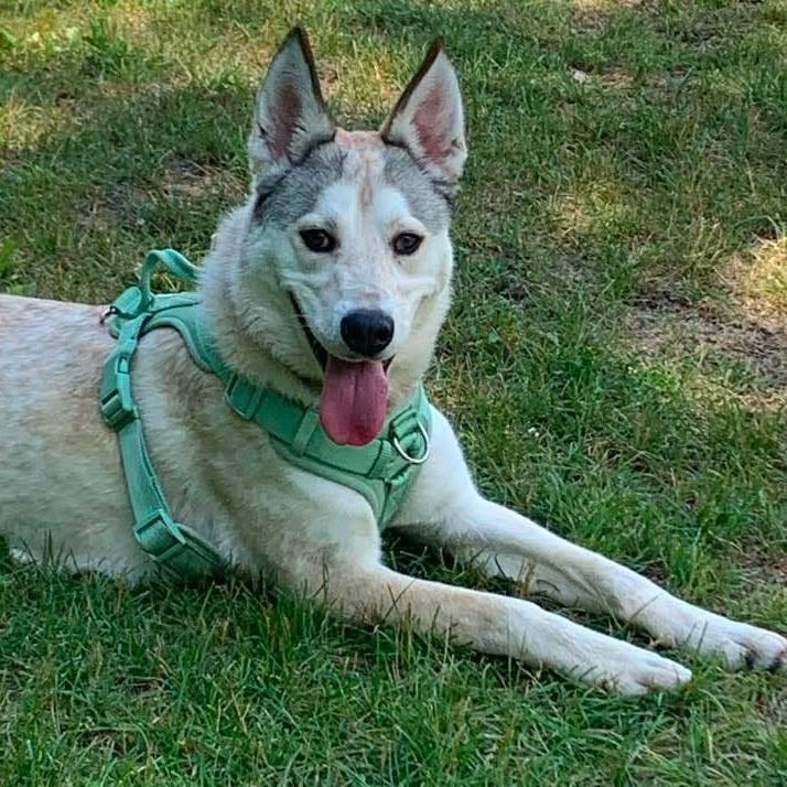 Clarke, Adoptable, Adult Male Husky & Mixed Breed.