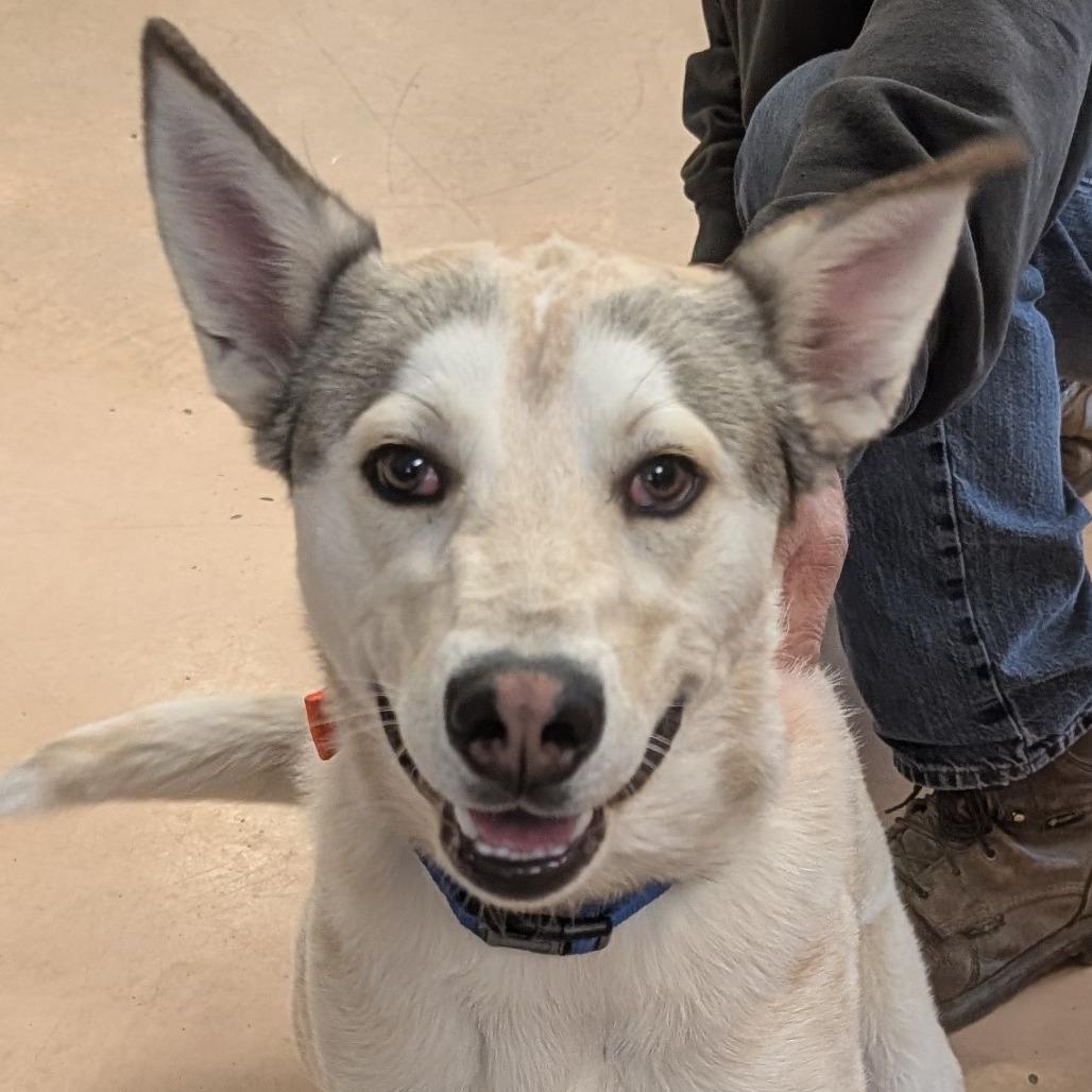 Enlarge Clarke, a Adoptable mixed breed in Walden, NY image 2/2