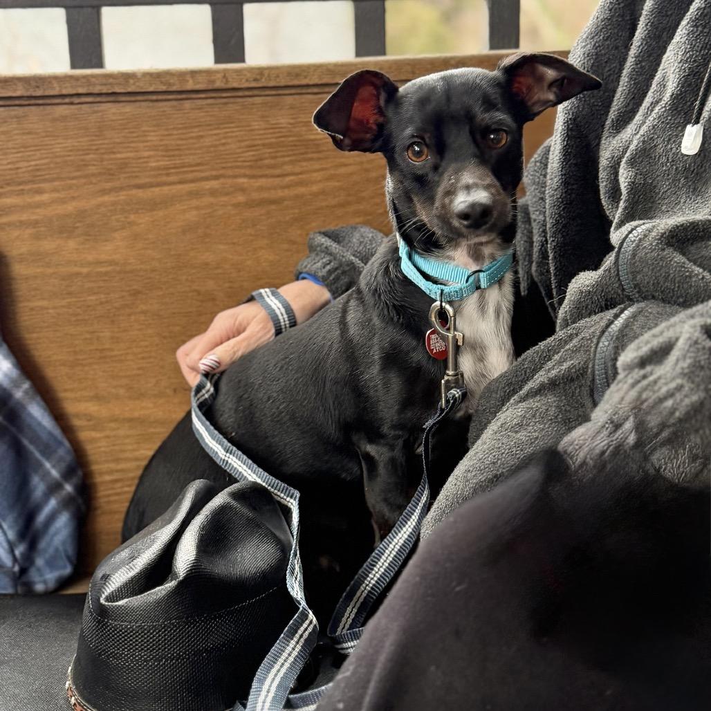 Enlarge CARLISLE, a Adoptable Terrier in Atco, NJ image 1/5