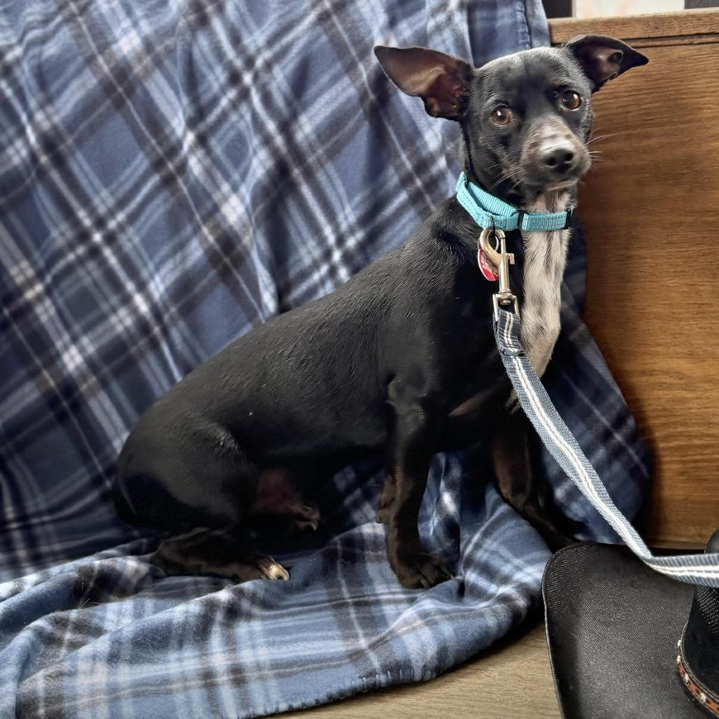 Enlarge CARLISLE, a Adoptable Terrier in Atco, NJ image 2/5