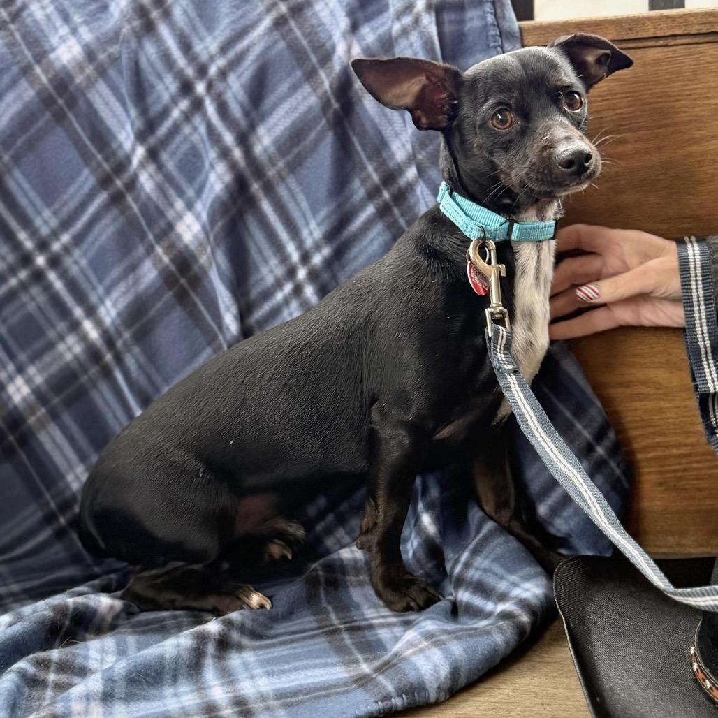 Enlarge CARLISLE, a Adoptable Terrier in Atco, NJ image 3/5