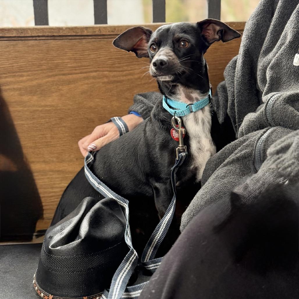 Enlarge CARLISLE, a Adoptable Terrier in Atco, NJ image 4/5