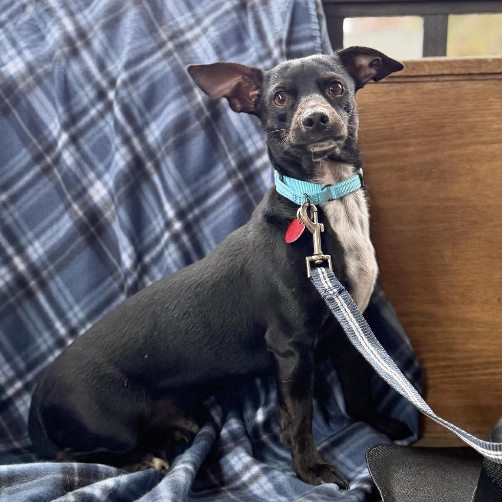 Enlarge CARLISLE, a Adoptable Terrier in Atco, NJ image 5/5