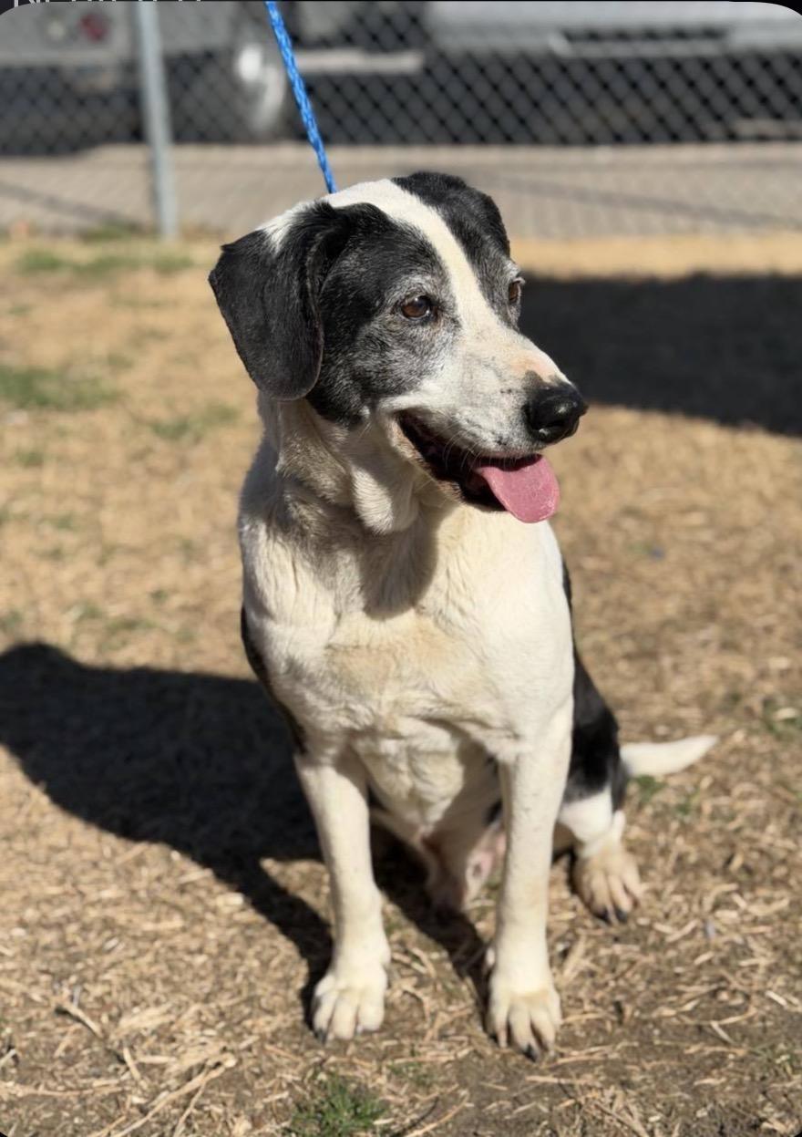Enlarge Martin, a ADOPTABLE Mixed Breed in Powell Butte, OR image 1/1