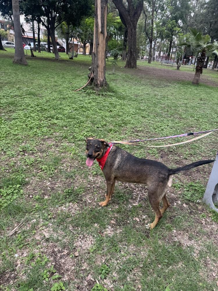 Enlarge Lizzie, a Adoptable mixed breed in Gig Harbor, WA image 4/6