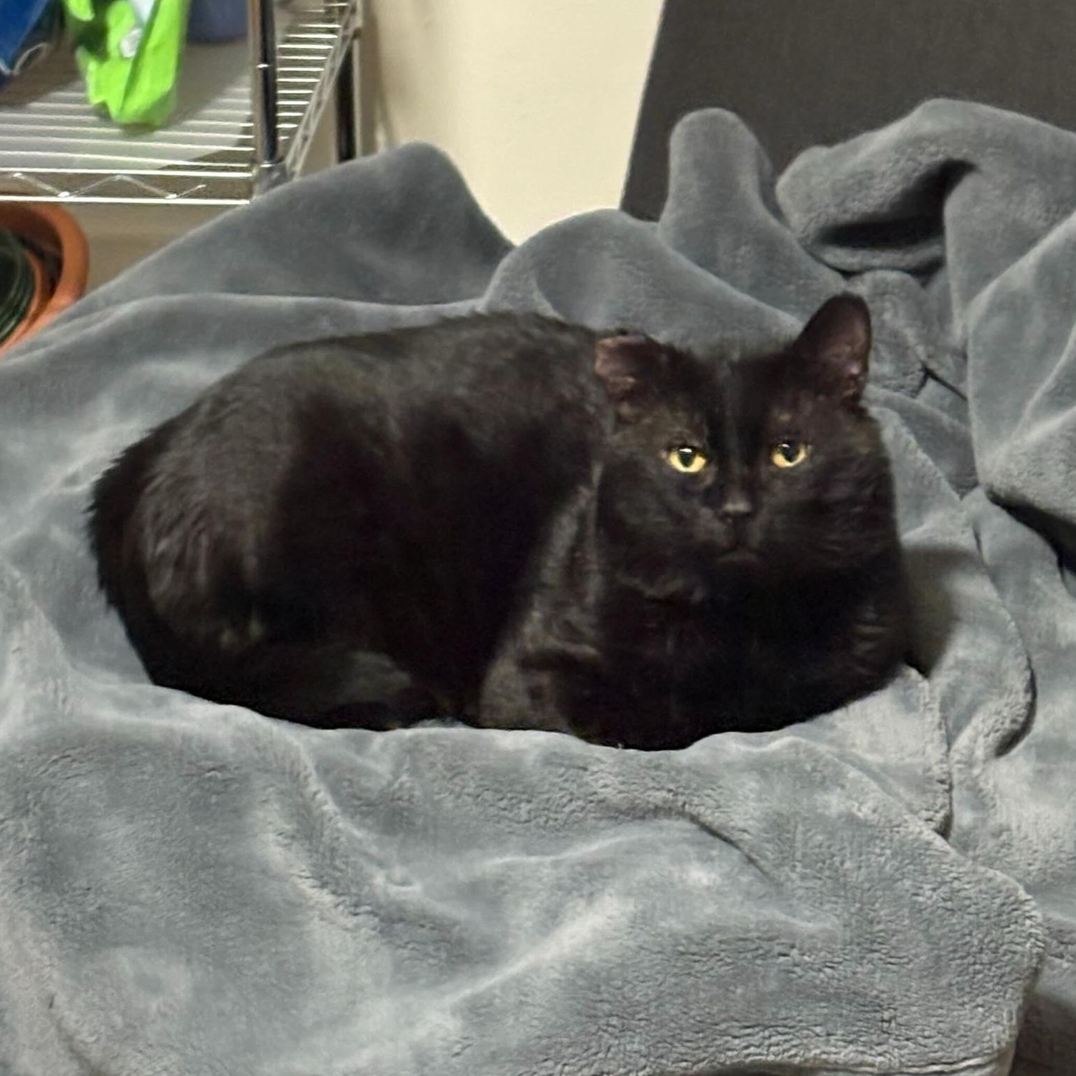 Enlarge Lark, a Adoptable Domestic Short Hair in Waltham, MA image 2/4