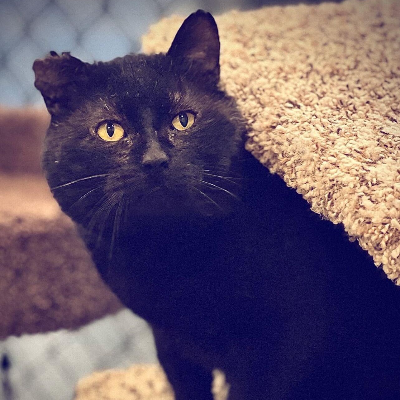 Lark, Adoptable, Young Male Domestic Short Hair.