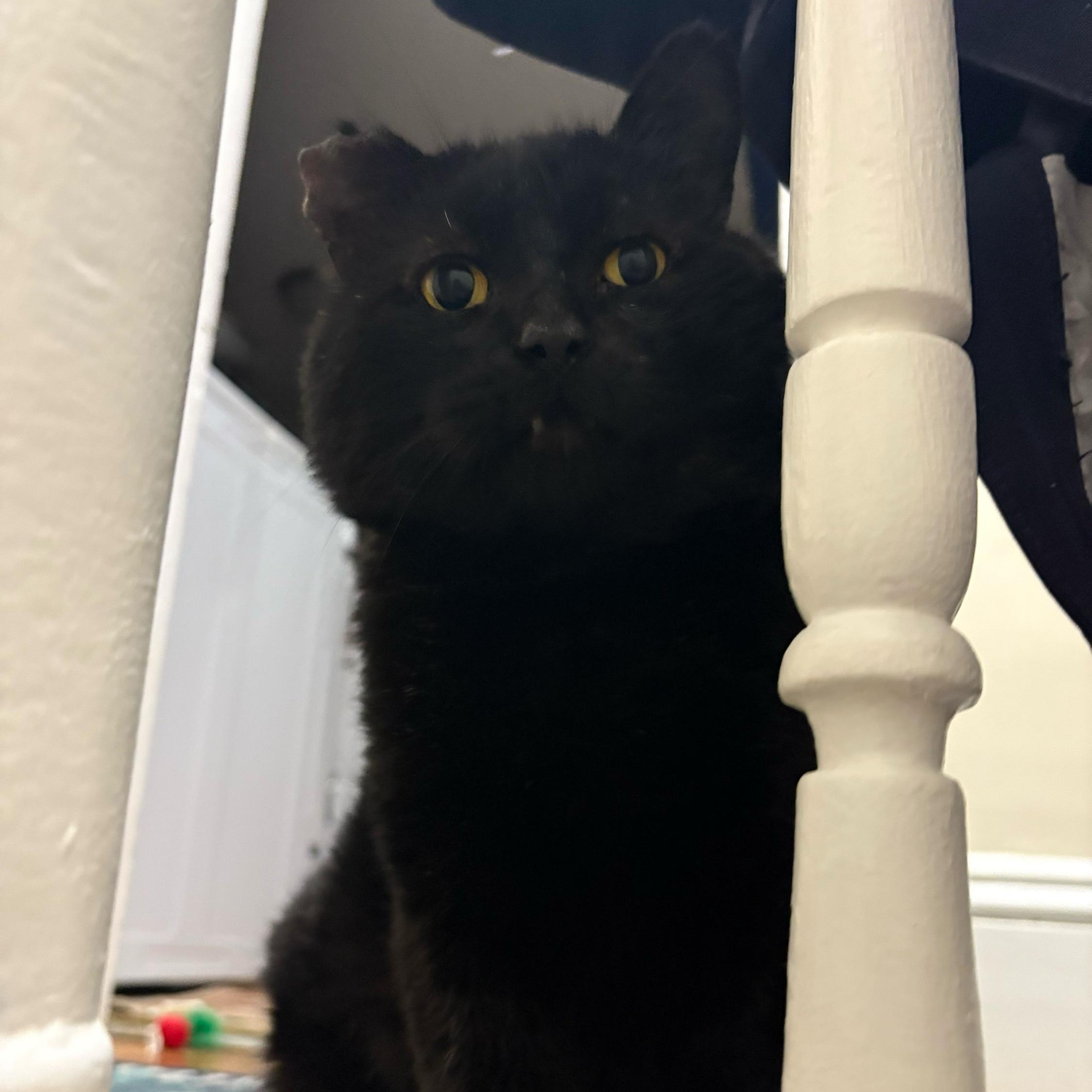 Enlarge Lark, a Adoptable Domestic Short Hair in Waltham, MA image 3/4