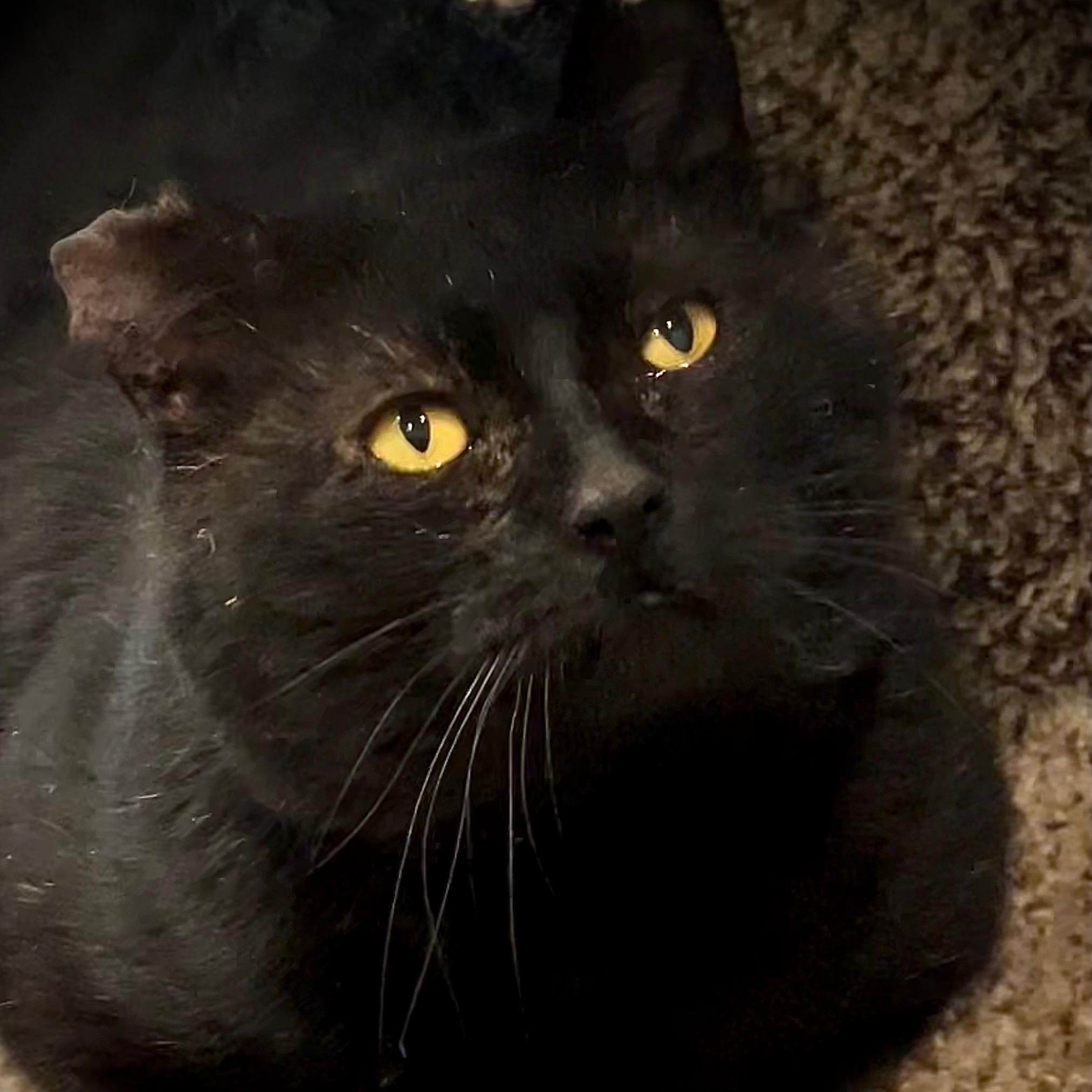 Enlarge Lark, a Adoptable Domestic Short Hair in Waltham, MA image 4/4