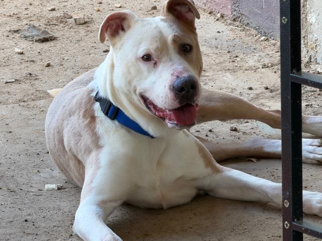 Mack, a ADOPTABLE American Staffordshire Terrier in Rockdale, TX image 4/4
