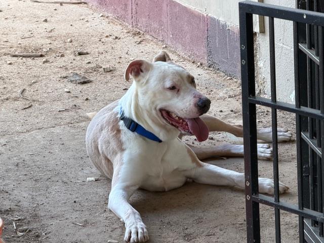 Mack, a ADOPTABLE American Staffordshire Terrier in Rockdale, TX image 1/4