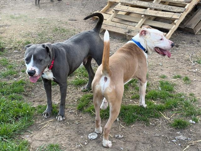 Mack, a ADOPTABLE American Staffordshire Terrier in Rockdale, TX image 3/4
