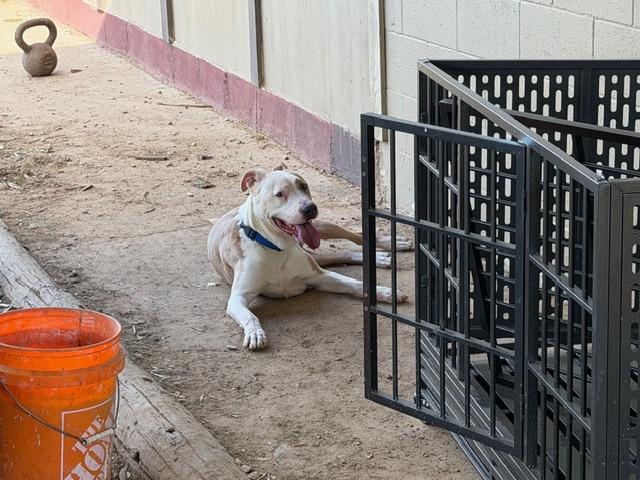 Mack, a ADOPTABLE American Staffordshire Terrier in Rockdale, TX image 2/4