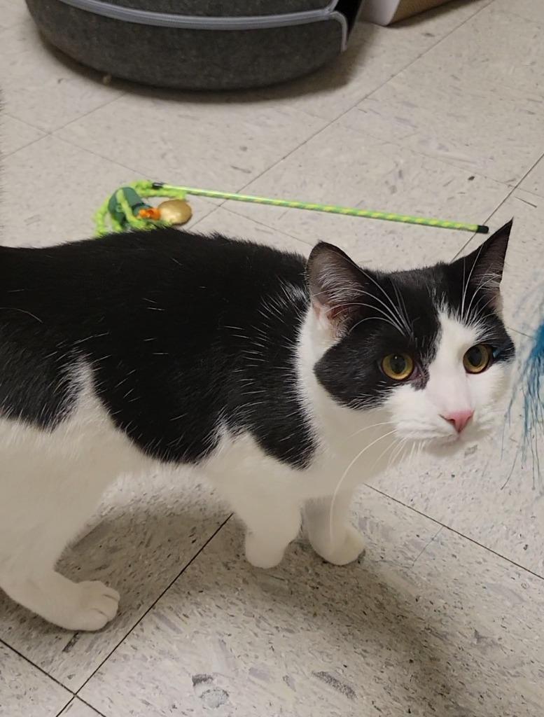 Enlarge RYE, a Adoptable mixed breed in Sandusky, OH image 1/2