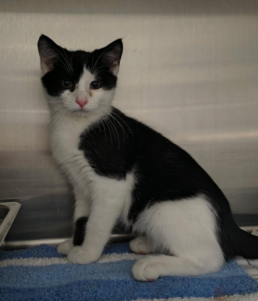 Enlarge RYE, a Adoptable mixed breed in Sandusky, OH image 2/2