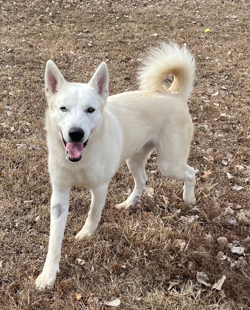 Frost, Adoptable, Young Male Husky.