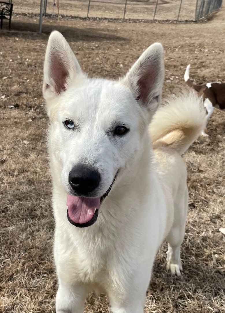 Frost, a Adoptable mixed breed in Auburn, NE image 2/9