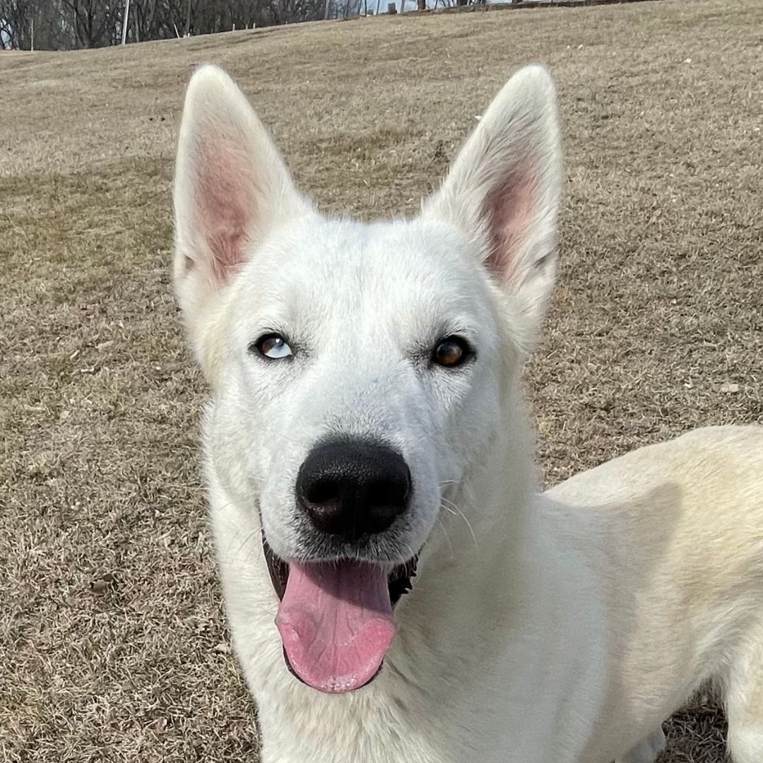 Frost, a Adoptable mixed breed in Auburn, NE image 3/9