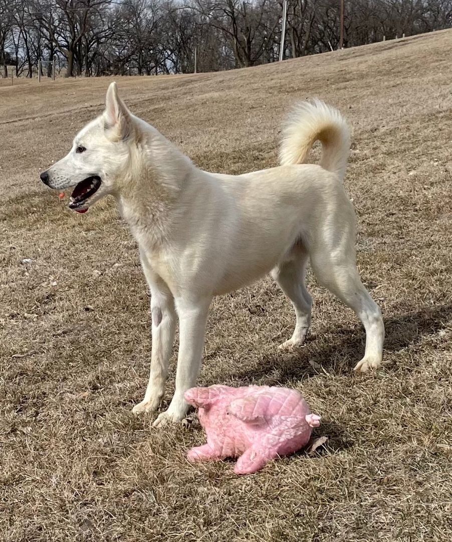 Frost, a Adoptable mixed breed in Auburn, NE image 4/9