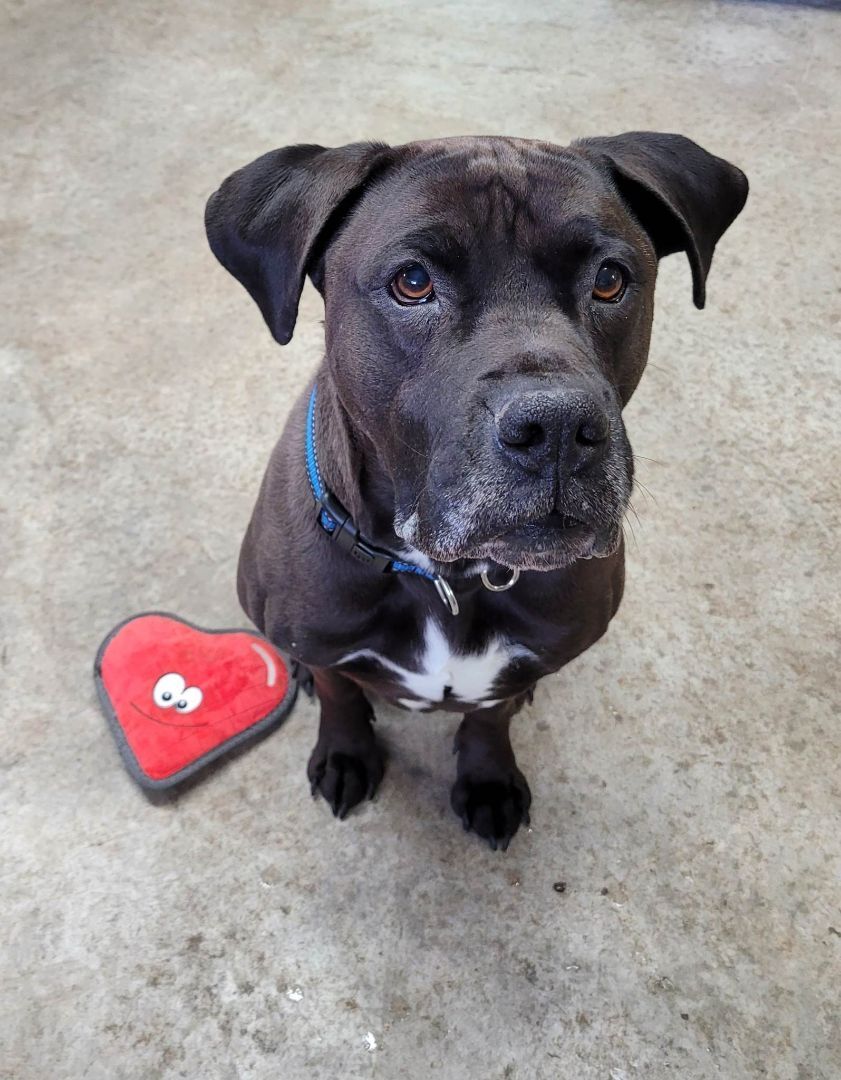 Skiz, a Adopted mixed breed in Plattsburg, MO image 1/7