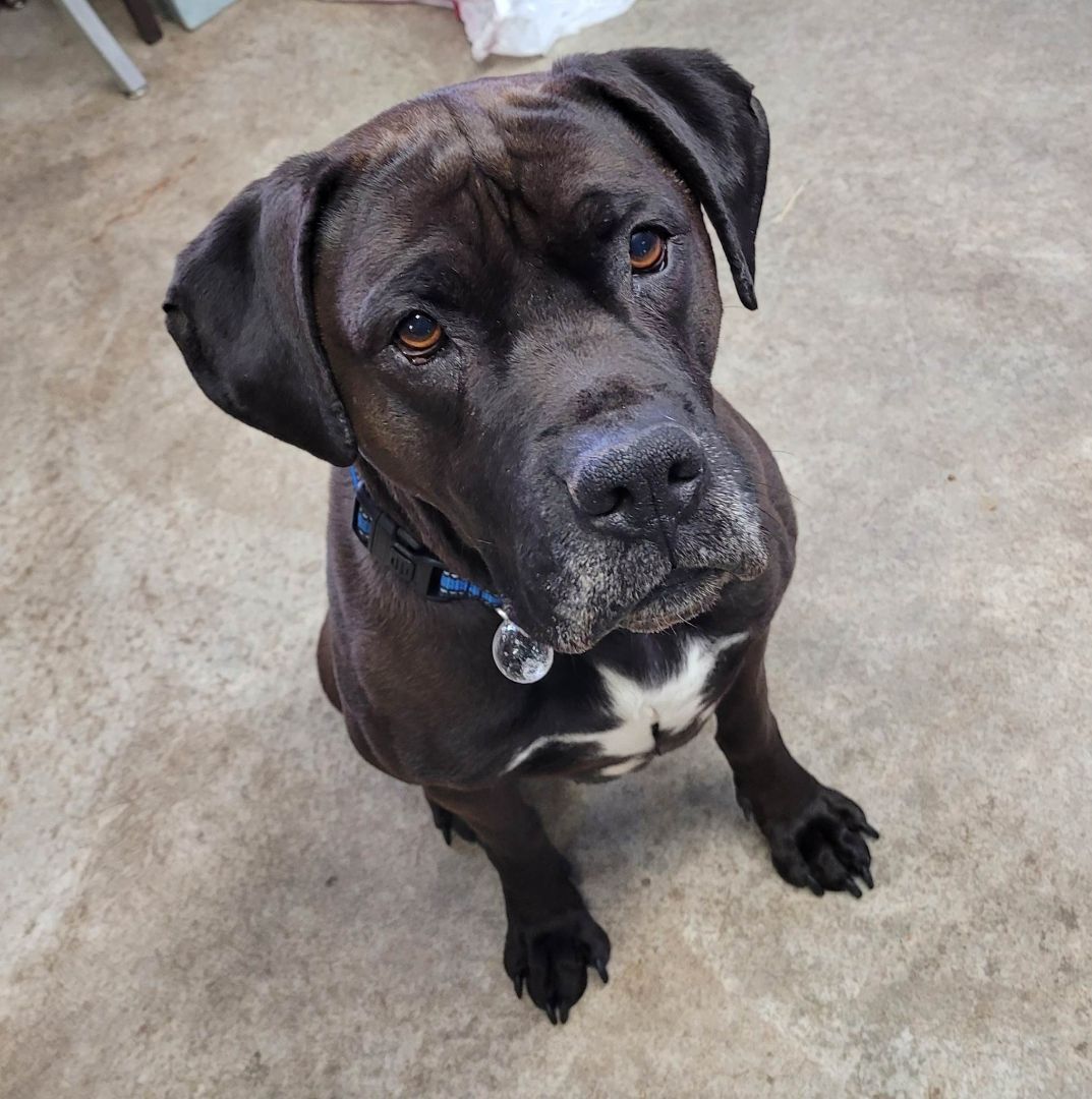 Skiz, a Adopted mixed breed in Plattsburg, MO image 2/7