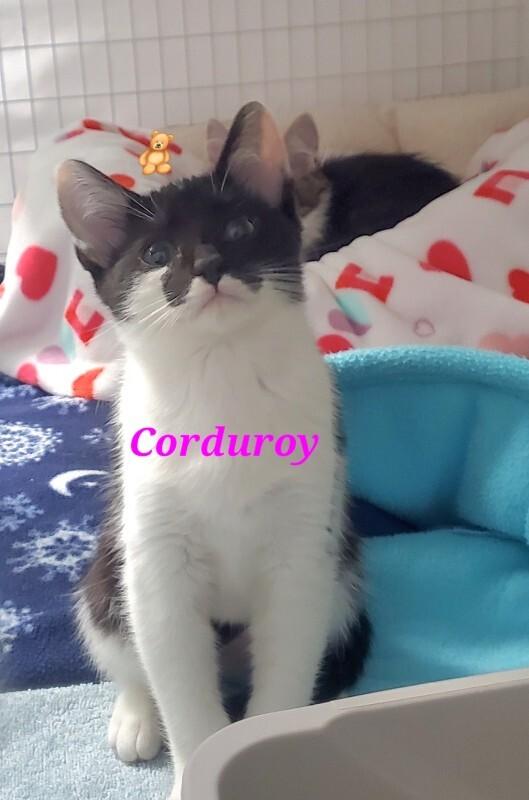 Corduroy, a Adoptable Domestic Short Hair in Diamond Springs, CA image 1/2