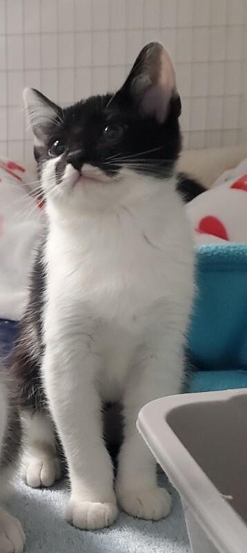 Corduroy, a Adoptable Domestic Short Hair in Diamond Springs, CA image 2/2