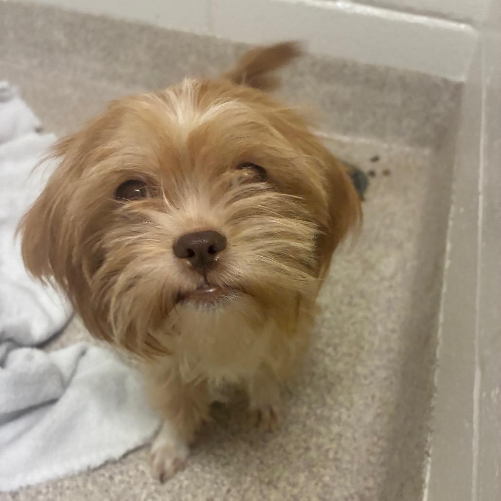 Sissy, Adoptable, Young Female Mixed Breed.