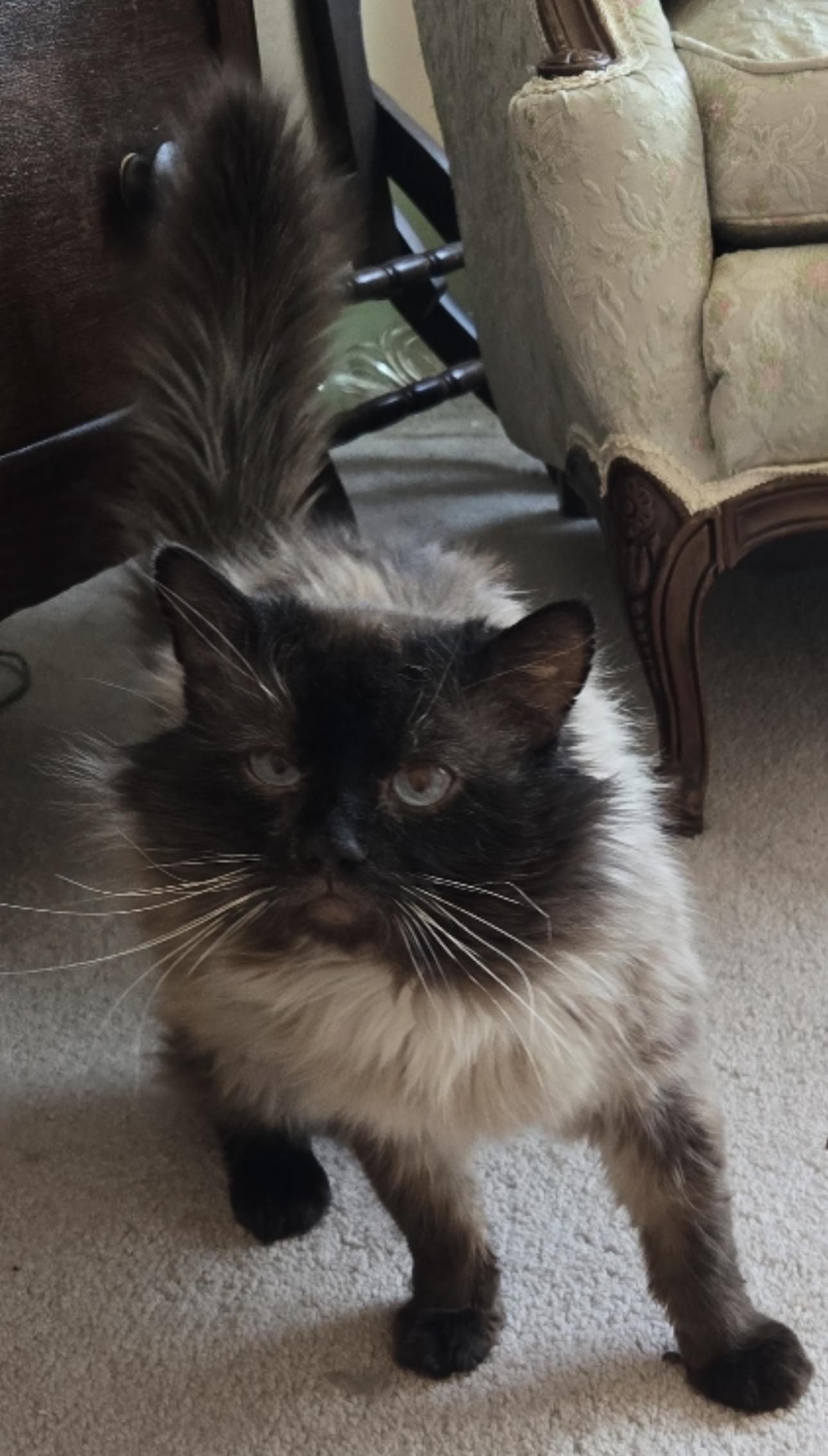 Enlarge Rajah , a ADOPTABLE mixed breed in Fredericksburg, VA image 2/2