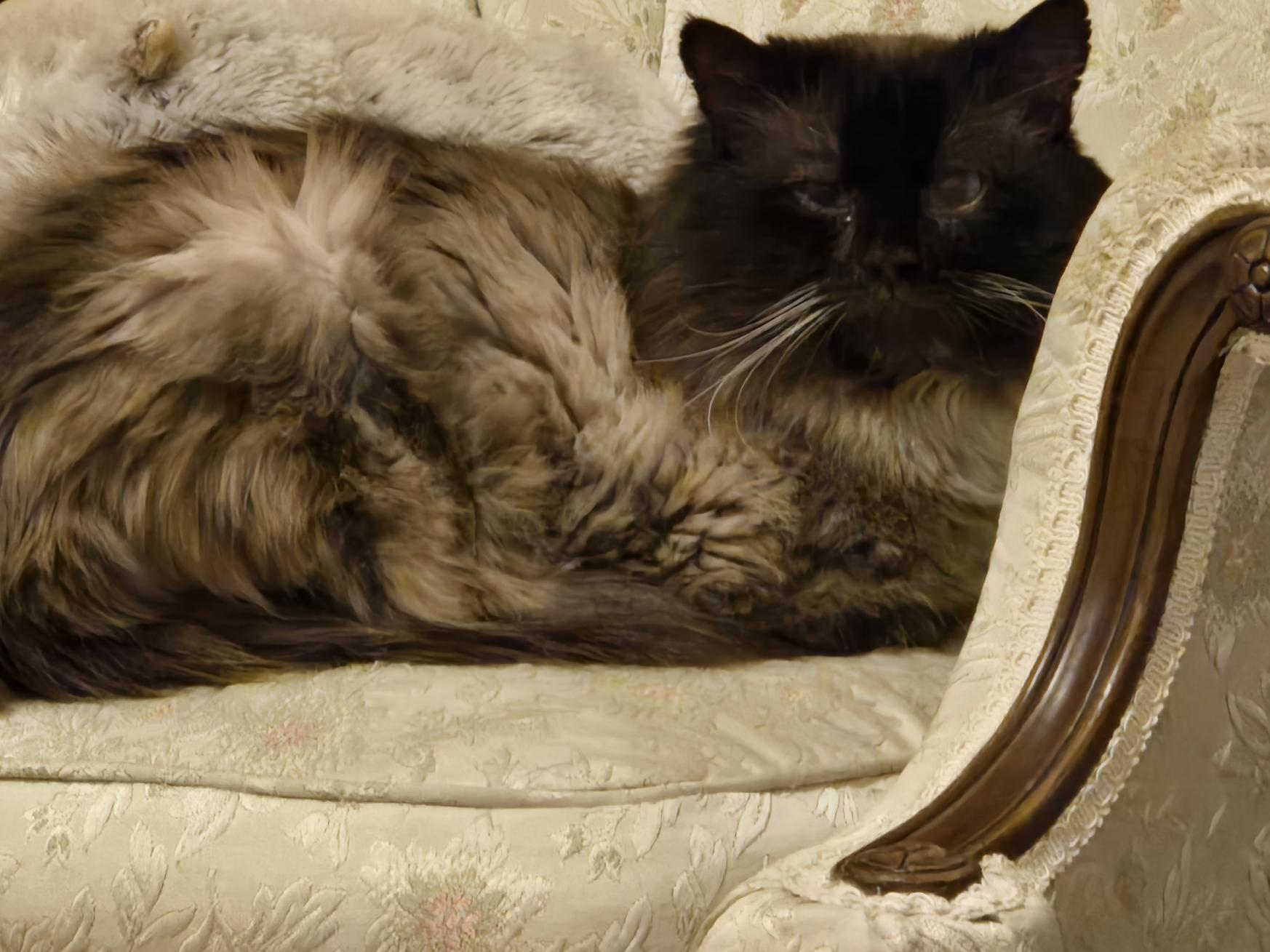 Rajah , ADOPTABLE, Adult Male Siamese & Himalayan.