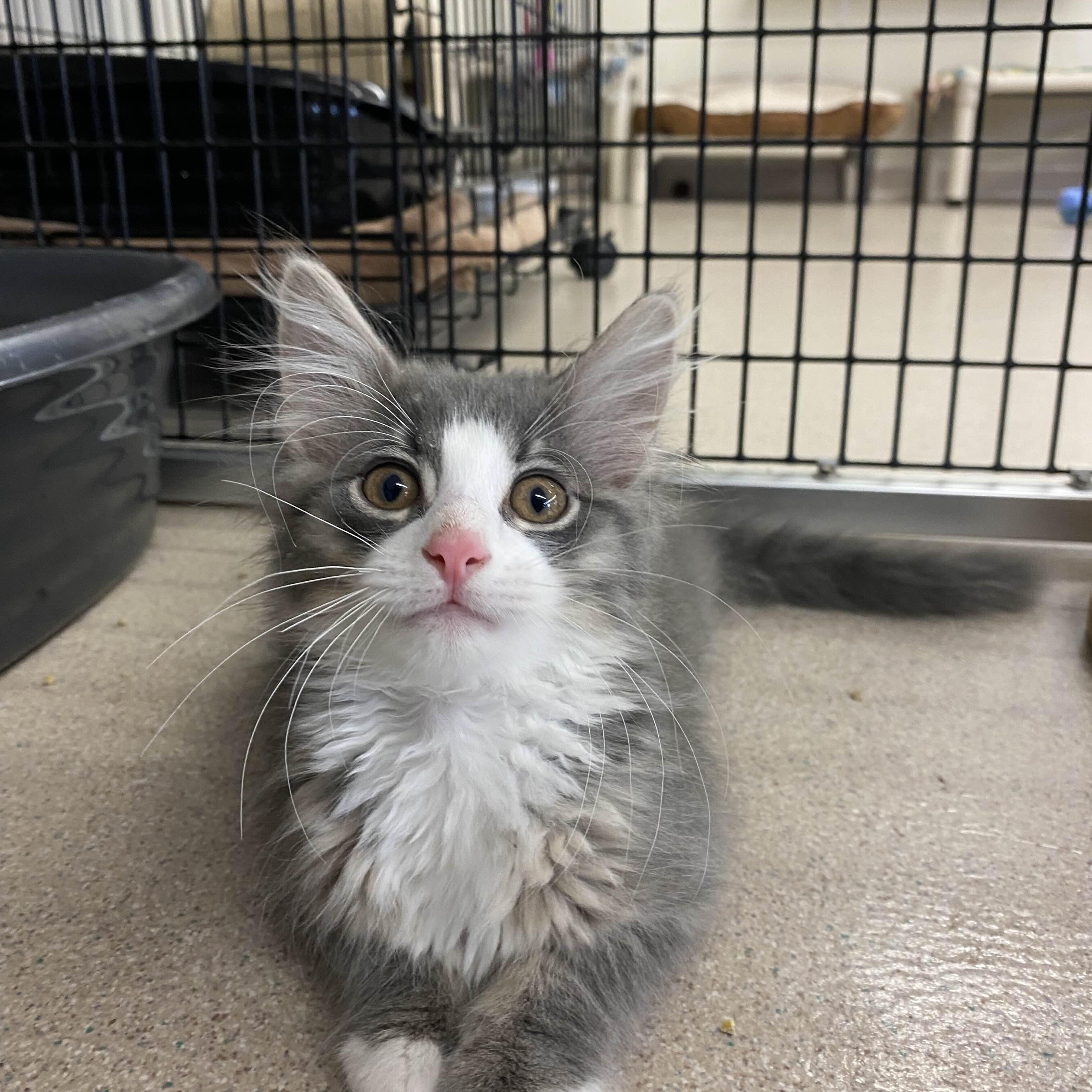 Pendula - Party Animal, Baby Female Domestic Medium Hair