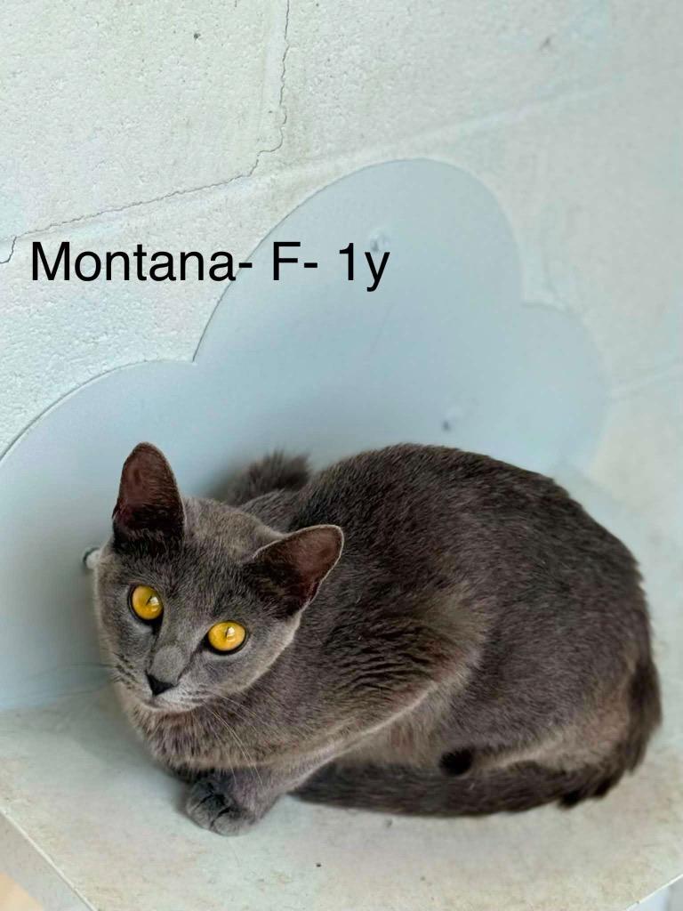 Enlarge Montana, a Adoptable mixed breed in Waverly, TN image 1/1