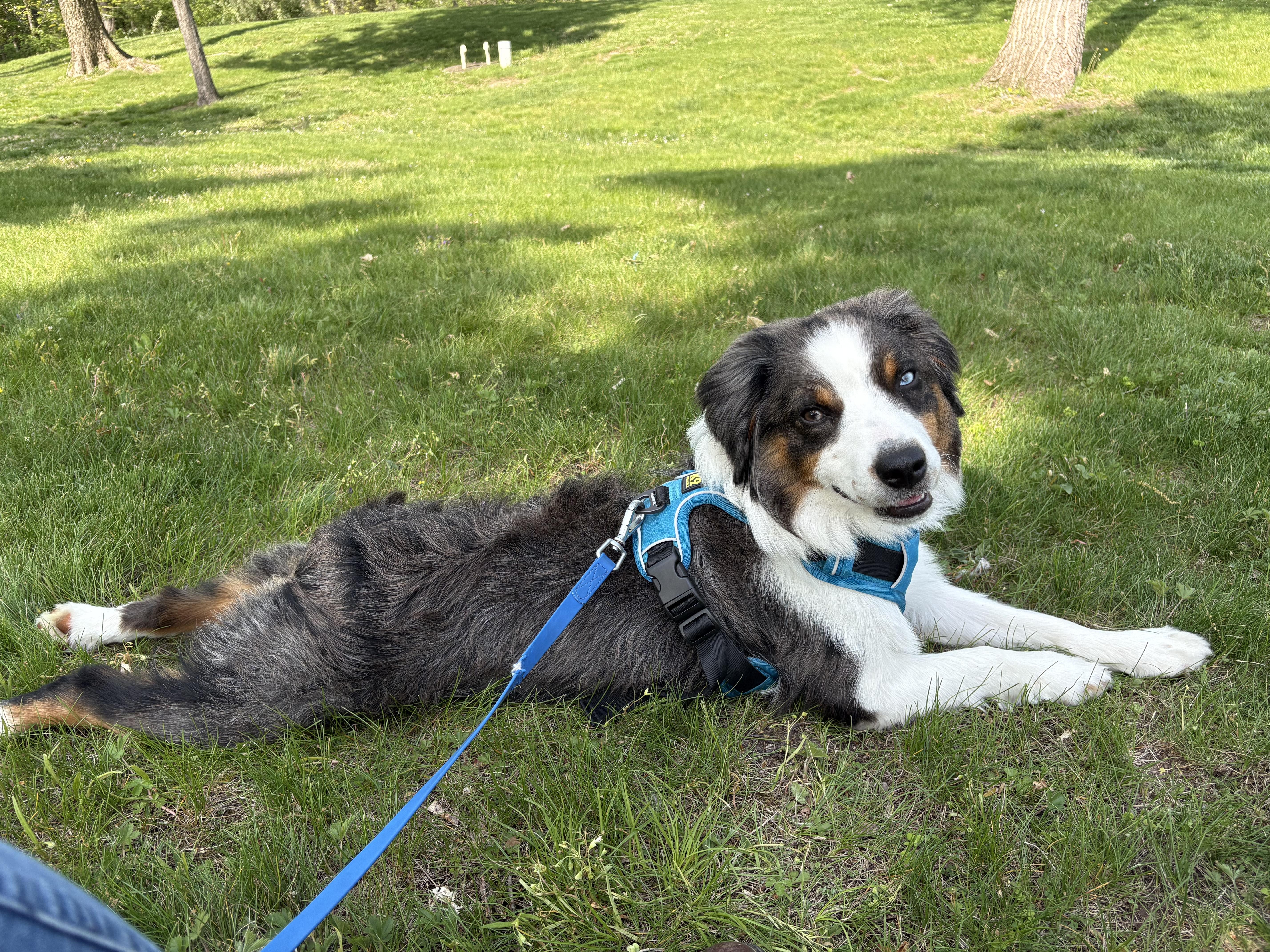 Max, Young Male unknown