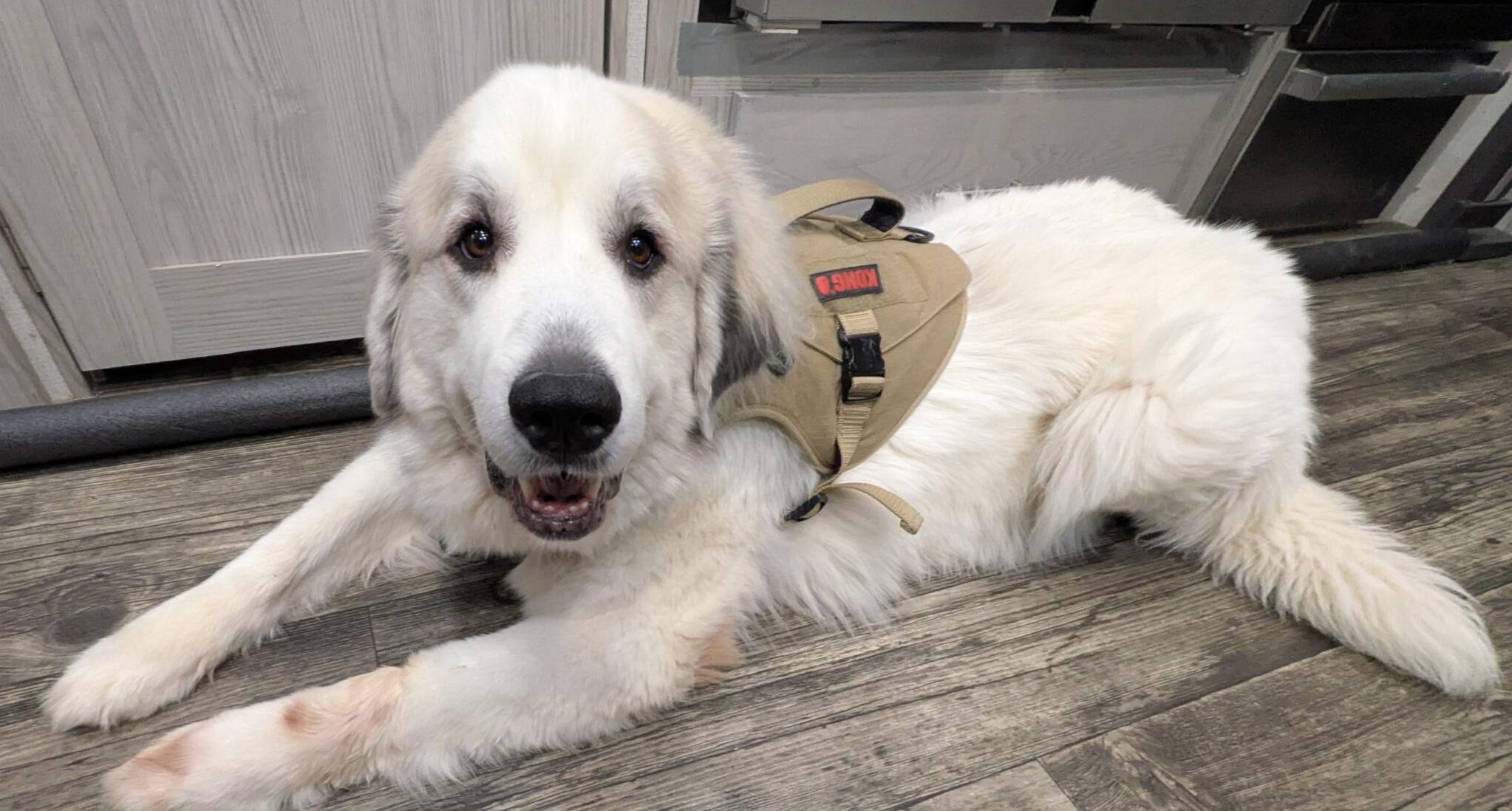 Enlarge Greta, a Adoptable Great Pyrenees in Claremont, NC image 1/1