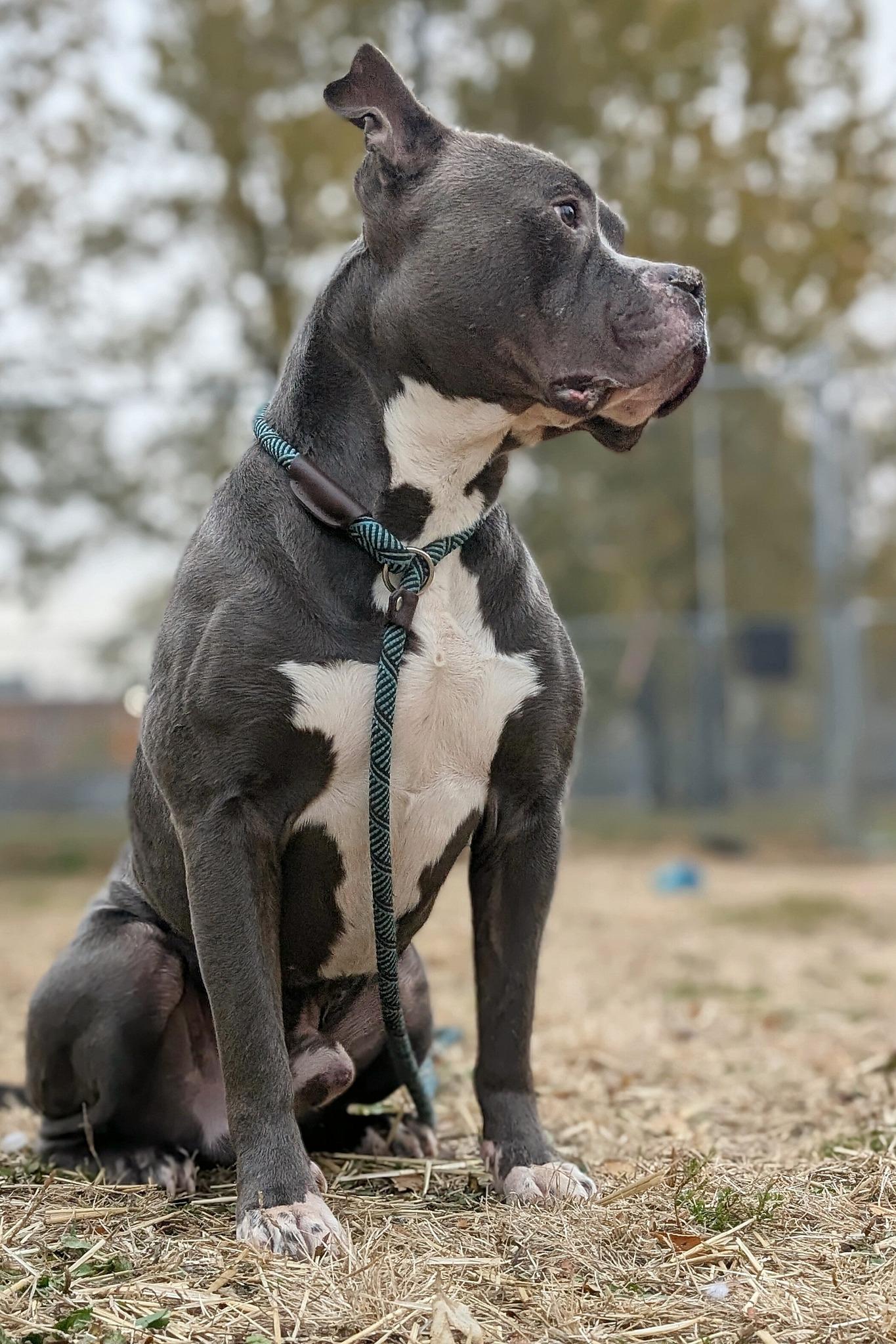 Noggin, Adoptable, Adult Male Pit Bull Terrier & American Staffordshire Terrier.