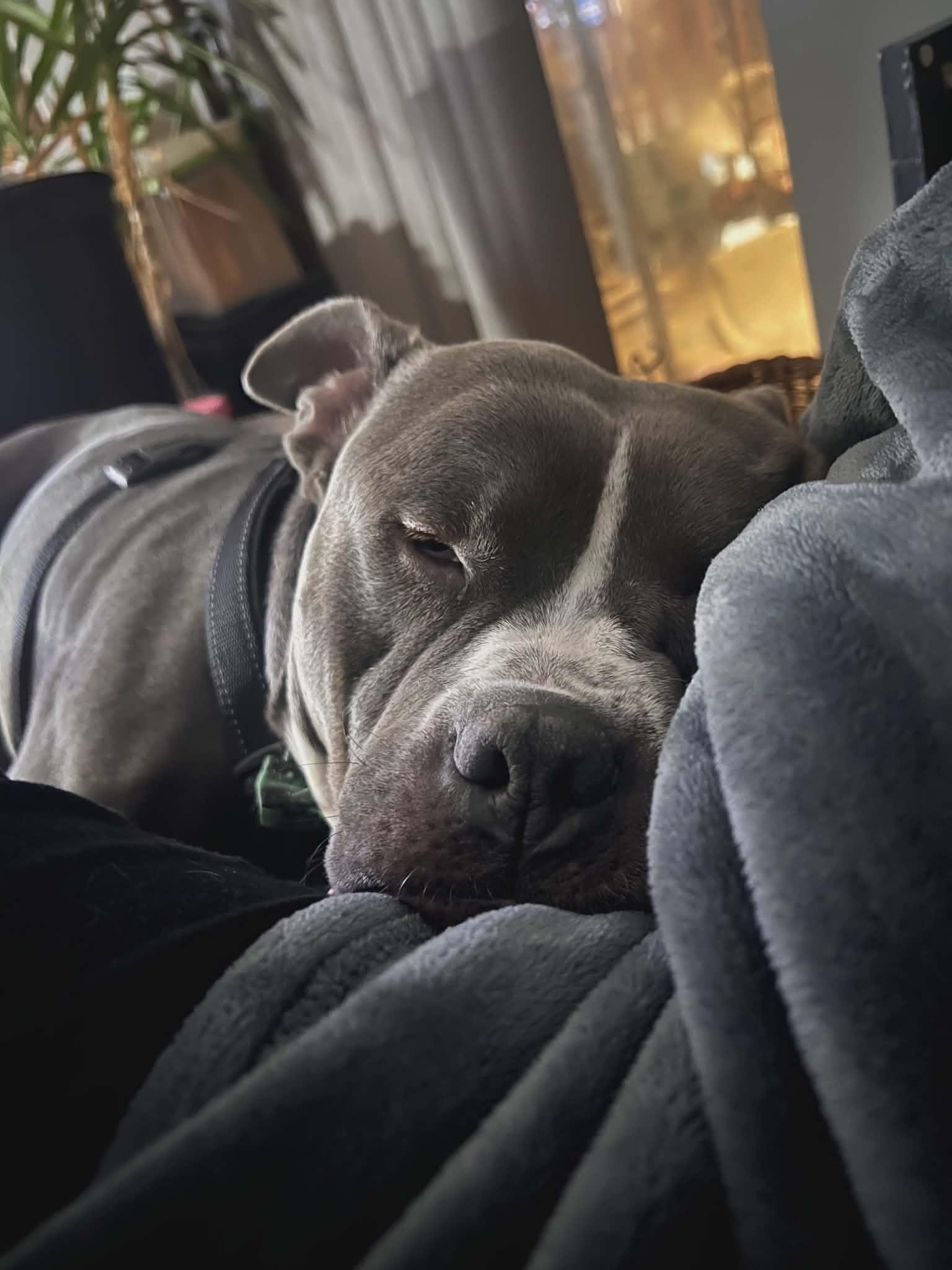 Noggin, a Adoptable mixed breed in Lockport, IL image 2/4