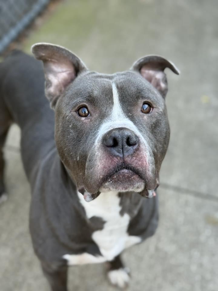 Noggin, a Adoptable mixed breed in Lockport, IL image 3/4