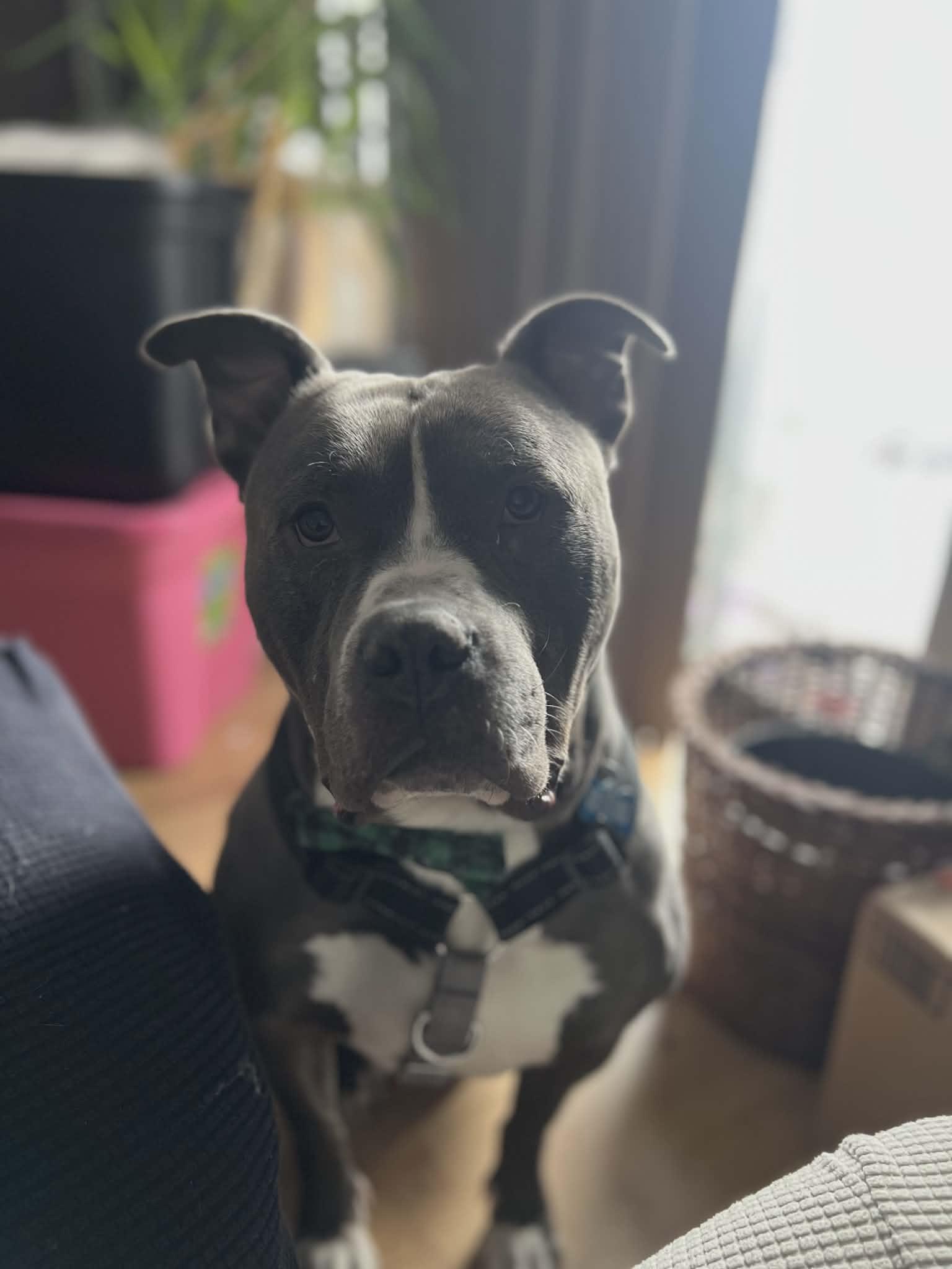 Noggin, a Adoptable mixed breed in Lockport, IL image 4/4