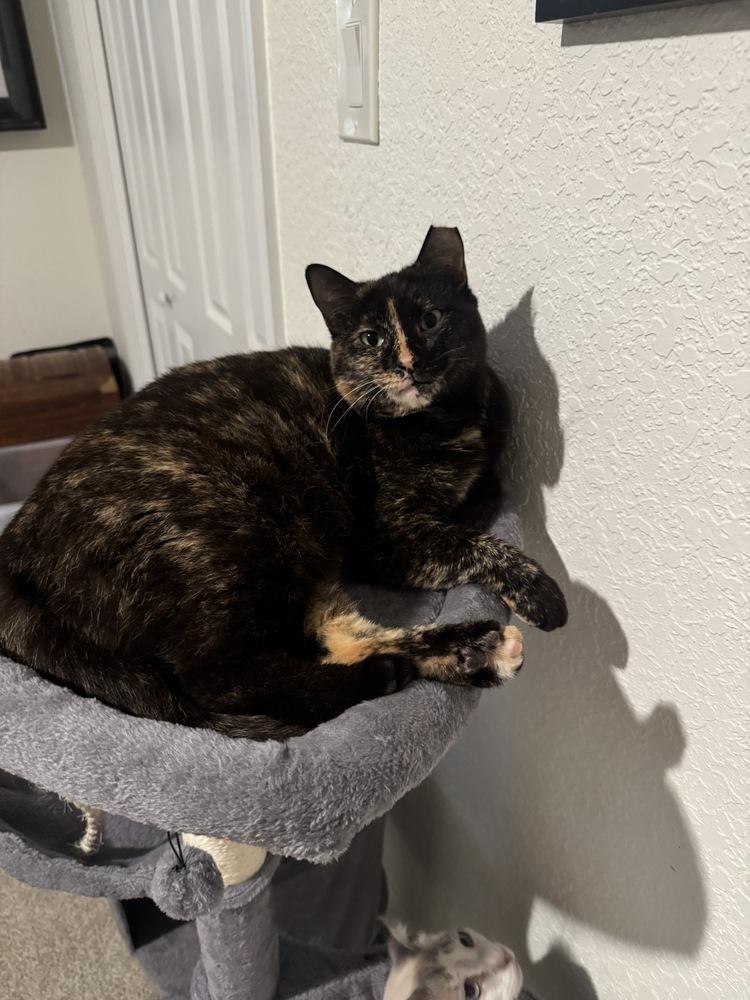 Enlarge Tortellini, a Adoptable Domestic Short Hair in Brandon, FL image 2/6