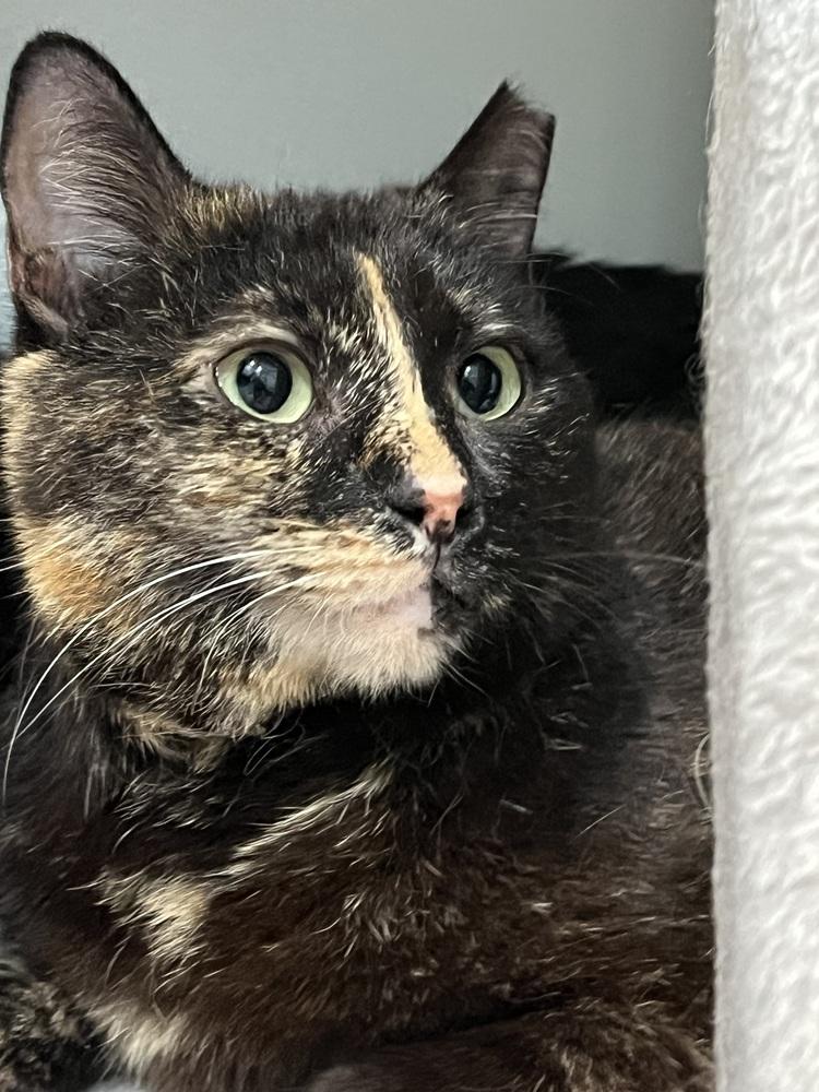 Enlarge Tortellini, a Adoptable Domestic Short Hair in Brandon, FL image 3/6