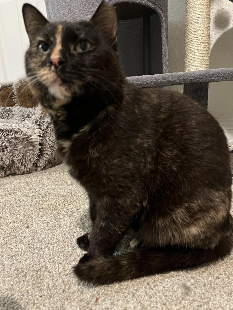 Enlarge Tortellini, a Adoptable Domestic Short Hair in Brandon, FL image 4/6